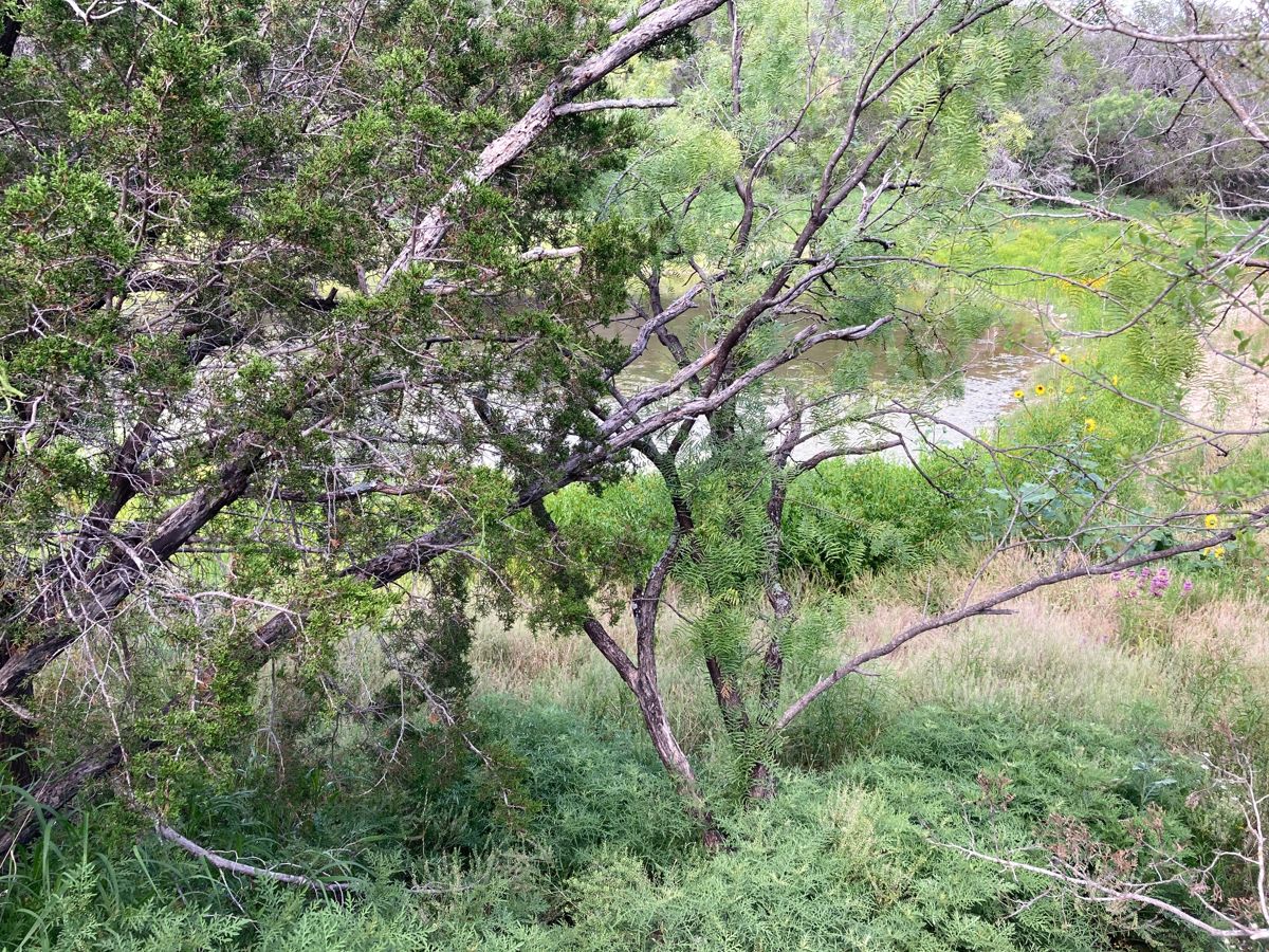 A creek pool through the mesquite and cedar