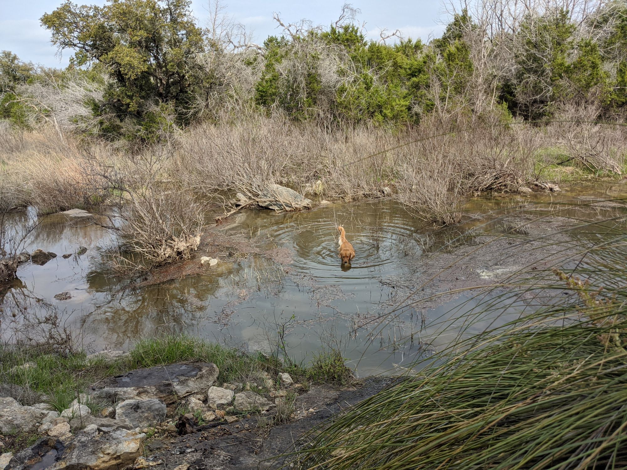 A dog cooling off in a creek pool on the ranch