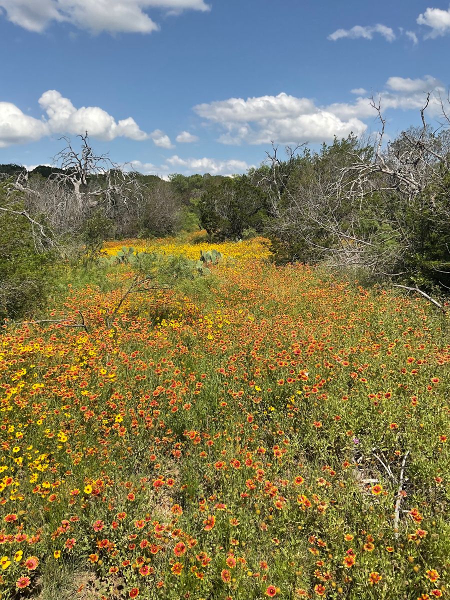 Spring wildflowers across a meadow on East Wildcat